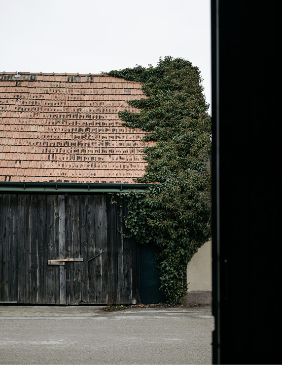 Alte Holzhütte die mit Kletterpflanzen bewachsen ist