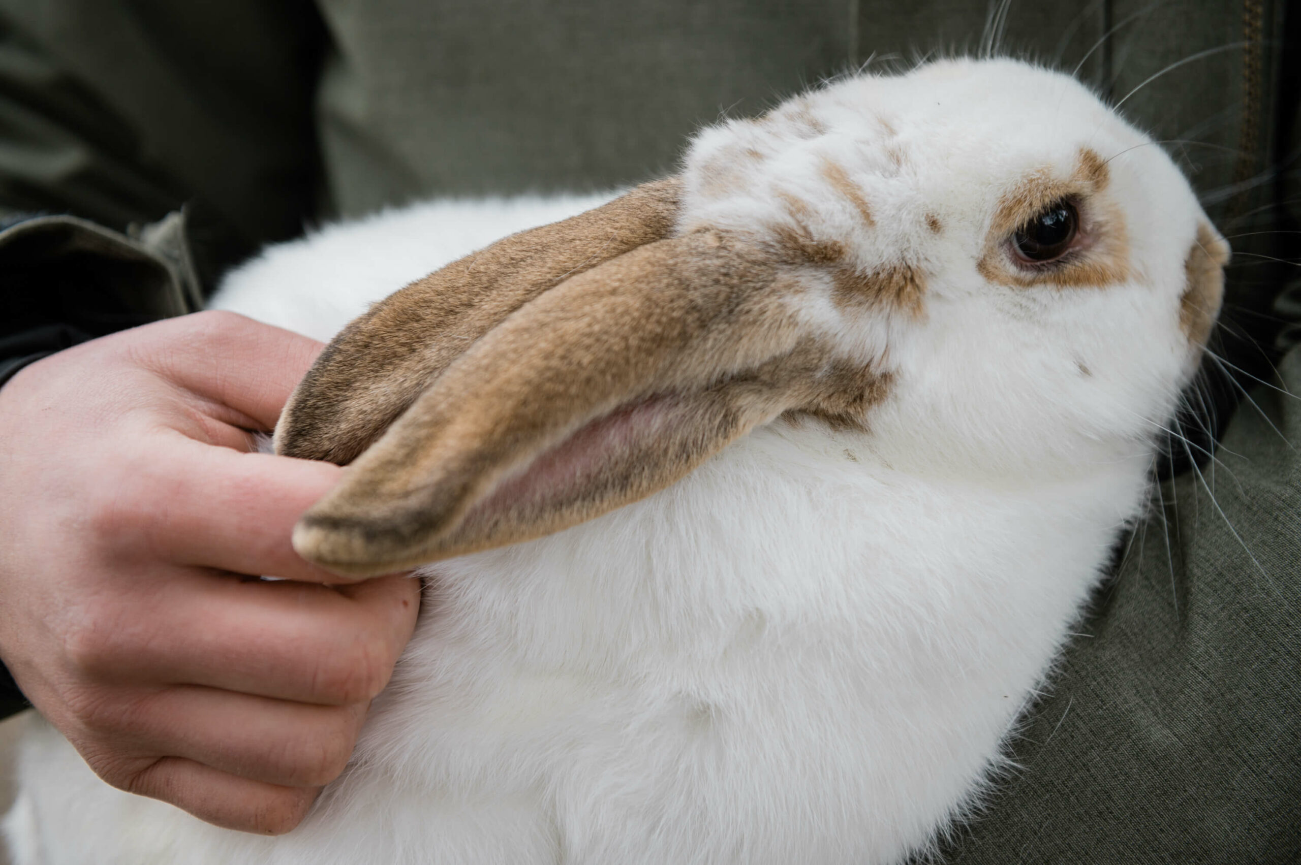 Weißbrauner Hase wird gestreichelt