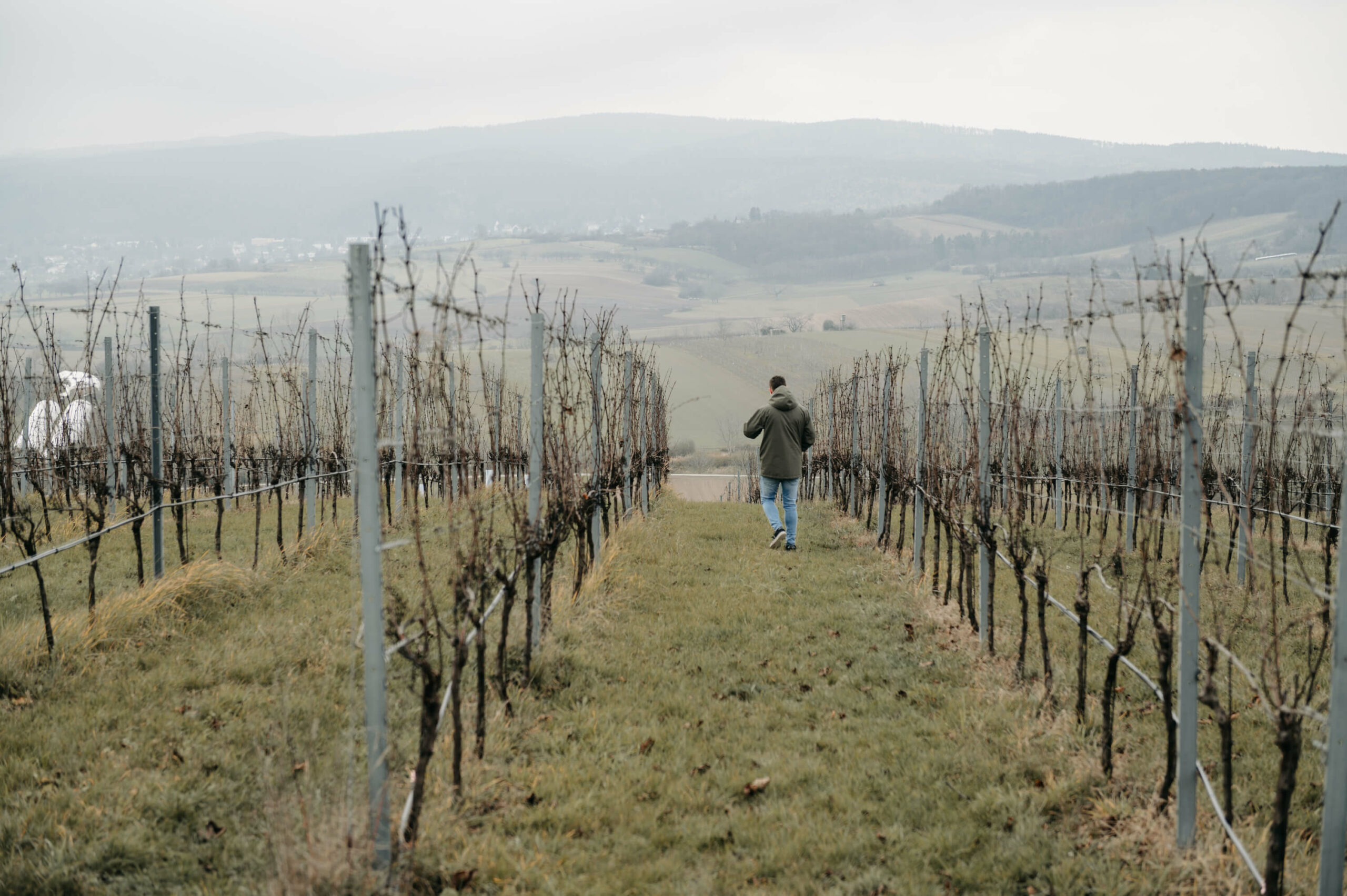 Herr Döller geht bei regnerischem Wetter durch seine Weinreben.